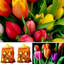 100 Tulipes Darwin en Mélange (2x XL-Emballage)