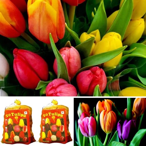 100 Tulipes Darwin en Mélange (2x XL-Emballage)