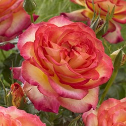 Rosier Two Colors - Rosa Très Parfumé 