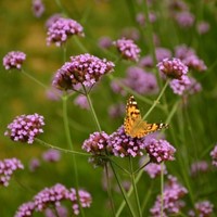 Verveine de Buenos Aires (Verbena Bonariensis) (Pack de Six)-2