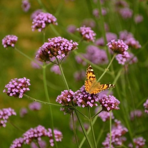 Verveine de Buenos Aires (Verbena Bonariensis) (Pack de Six)-2