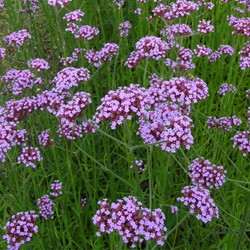 Verveine de Buenos Aires - Verbena bonariensis