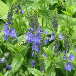 Véronique d'Autriche Royal Blue - Veronica Austriaca