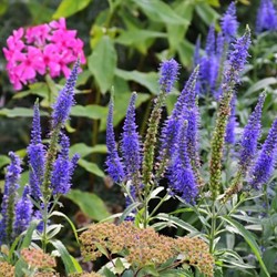 Veronica longifolia Blauriesin - Véronique