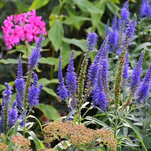 Veronica longifolia Blauriesin - Véronique (Pack de Trois)