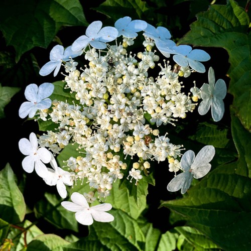 Viorne Obier Compactum - Viburnum opulus