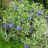 Vinca Major Variegata Grande Pervenche