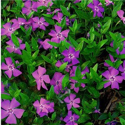 Petite Pervenche pourpre - Vinca minor Atropurpurea