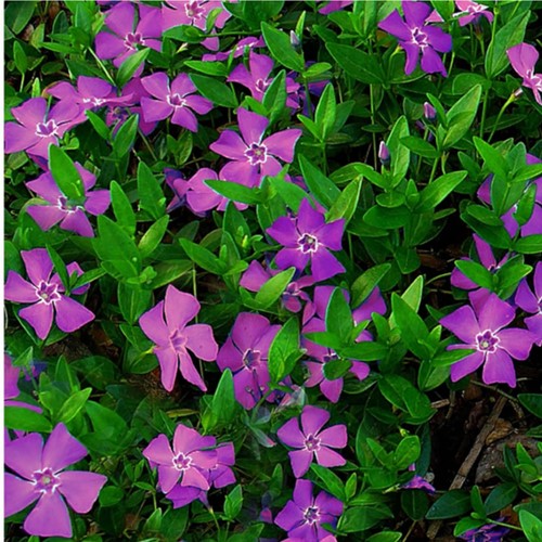 Petite Pervenche pourpre - Vinca minor Atropurpurea