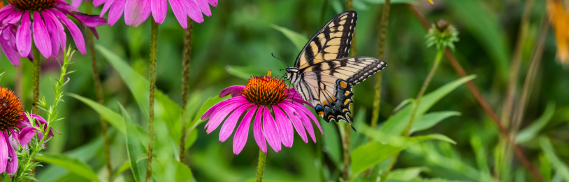 Réaliser un jardin à papillons