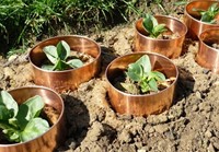 Anneaux anti-limaces en cuivre, grand format 59 cm / 5cm-3