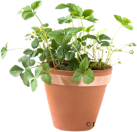 Bande collante scotch contre escargots Cuivre 400cm / 2,8cm-2