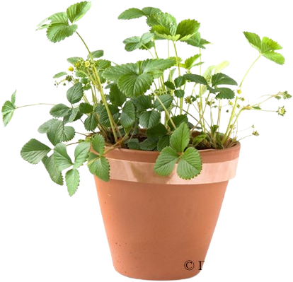 Bande collante scotch contre escargots Cuivre 400cm / 2,8cm-2