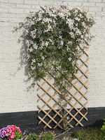 Support de Plantes Grimpantes 50x150cm FSC Bois - Nature-3