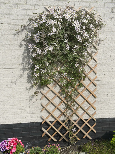 Support de Plantes Grimpantes 50x150cm FSC Bois - Nature-3