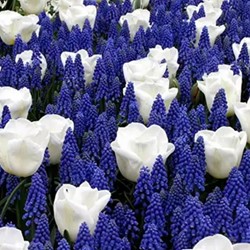 Bulbes de printemps Bleu et Blanc