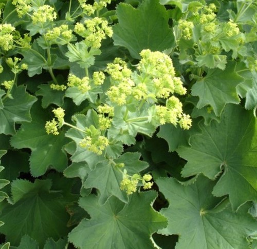 Alchémille commune - Alchemilla mollis (Pack de Six)