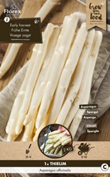 Asperge Blanche