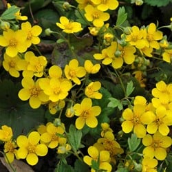Fraise Barren - Waldsteinia ternata