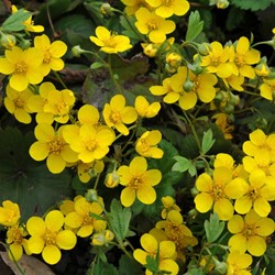 Goudaardbei - Waldsteinia ternata (Sixpack)