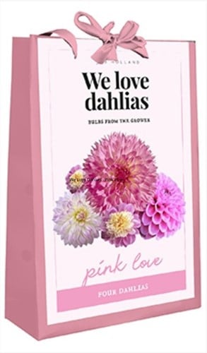 We Love Dahlias - Pink Love