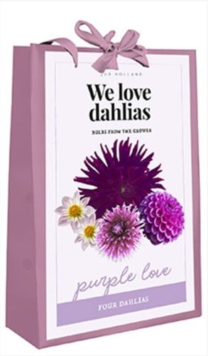 We Love Dahlias - Purple Love