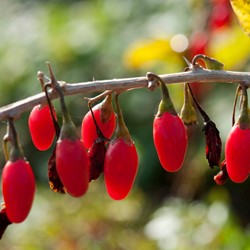Baie de Goji - Lycium barbarum (Pack de trois)
