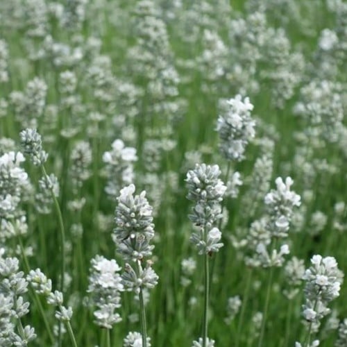 Lavande Blanche - Lavandula angustifolia Alba