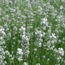 Lavande Blanche - Lavandula angustifolia Alba (Pack de Six)