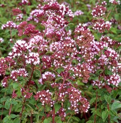 Origan commun - Origanum vulgare