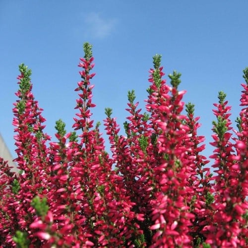 Bruyère d hiver Kramer's Rote - Erica (Pack de Six)