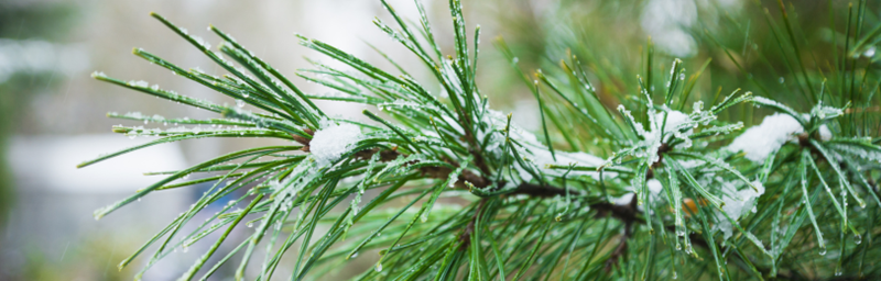 Plantes à fleurs d'hiver