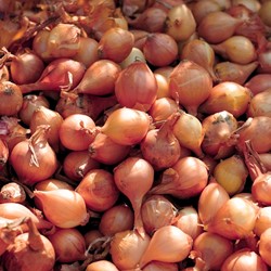 Bulbes d’oignon d’hiver Allium Presto