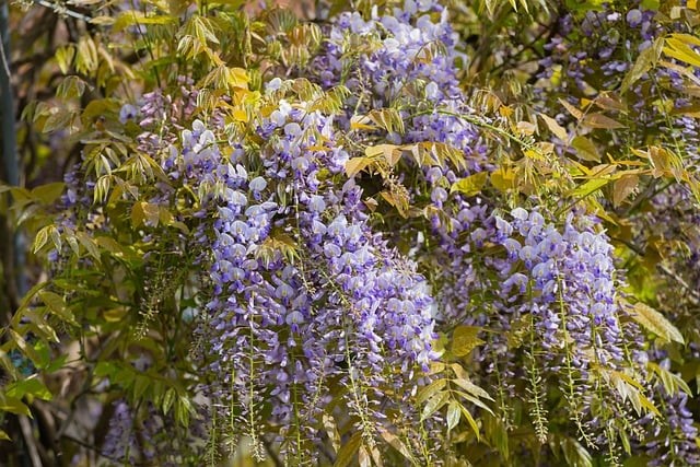 Comment tailler une Glycine ?