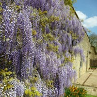 Wisteria sinensis - Glycine de Chine