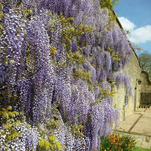 Wisteria sinensis - Glycine de Chine