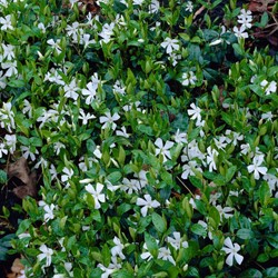 Petite Pervenche Gertrude Jekyll - Vinca Minor)