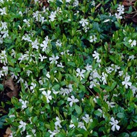 Petite Pervenche Gertrude Jekyll - Vinca Minor (Pack de Six)