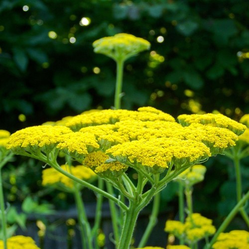 Achillée Cloth of Gold - Achillea Filipendulina