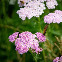 Achillée millefeuille Lilac Beauty - Achillea millefolium