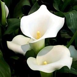 Arum Blanc