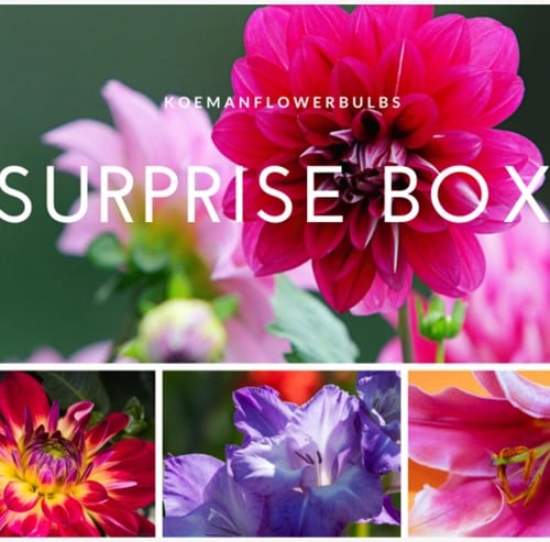 Bulbes d''eté Surprise Pack 3