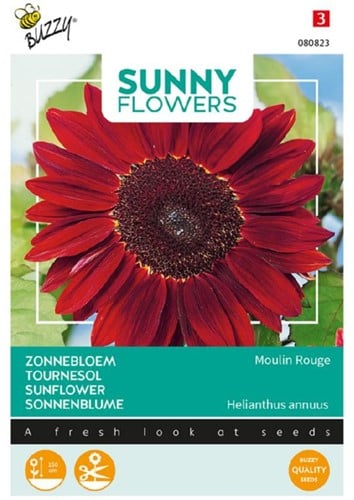 Tournesol Moulin Rouge - Sunny Flowers