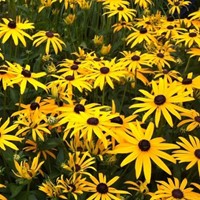 Rudbeckie Goldsturm - Rudbeckia Fulgida