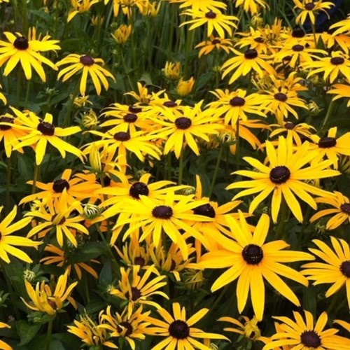 Rudbeckie Goldsturm - Rudbeckia (Pack de Six)