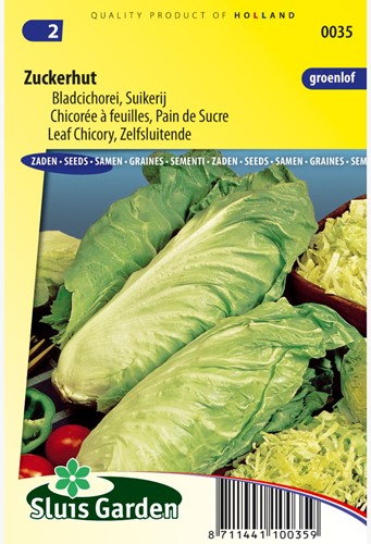 Chicorée à feuilles Zuckerhut (Pain de sucre)